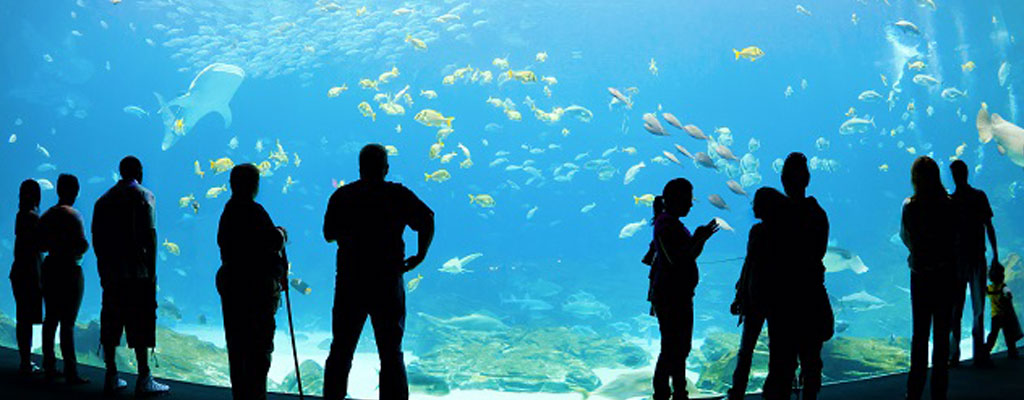 スマホでもキレイに！水族館で写真を撮るコツ