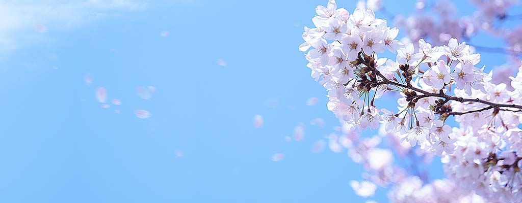 【iPhone】桜をきれいに撮影するテクニック