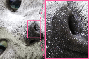 猫の鼻をマクロ撮影：鼻の質感が微細に表現された写真